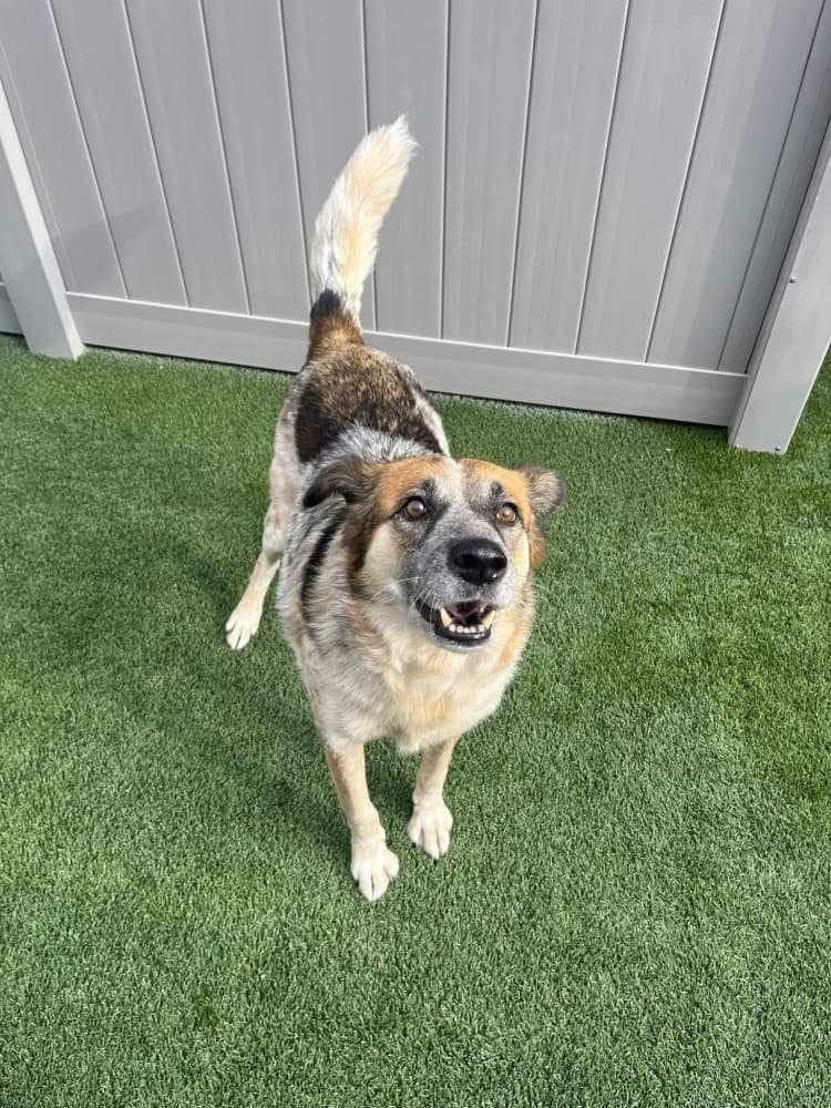 Jessie, available for adoption at The Dog Stop in Argyle. Photo courtesy of The Dog Stop