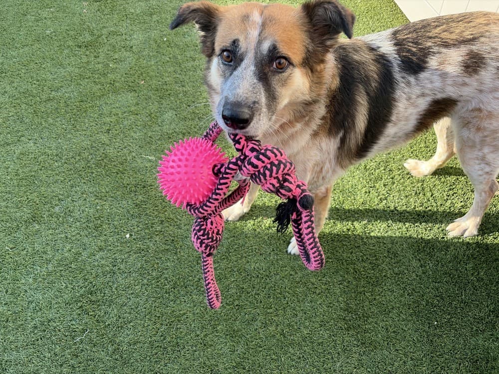 Jessie with a rope toy at The Dog Stop in Argyle. Photo courtesy of The Dog Stop