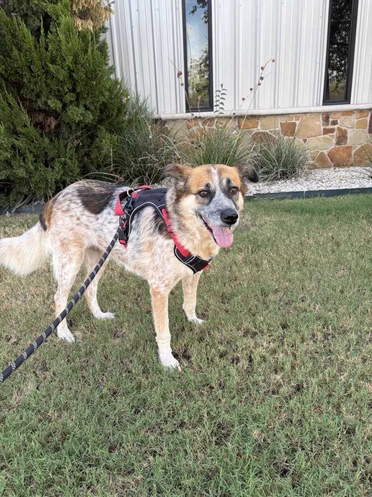 Jessie on a walk. Photo courtesy of The Dog Stop