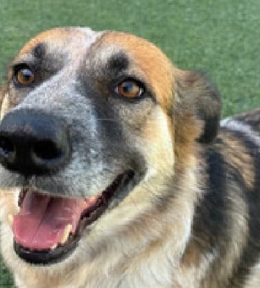 Jessie, a dog available for adoption at The Dog Stop in Argyle. Photo courtesy of The Dog Stop