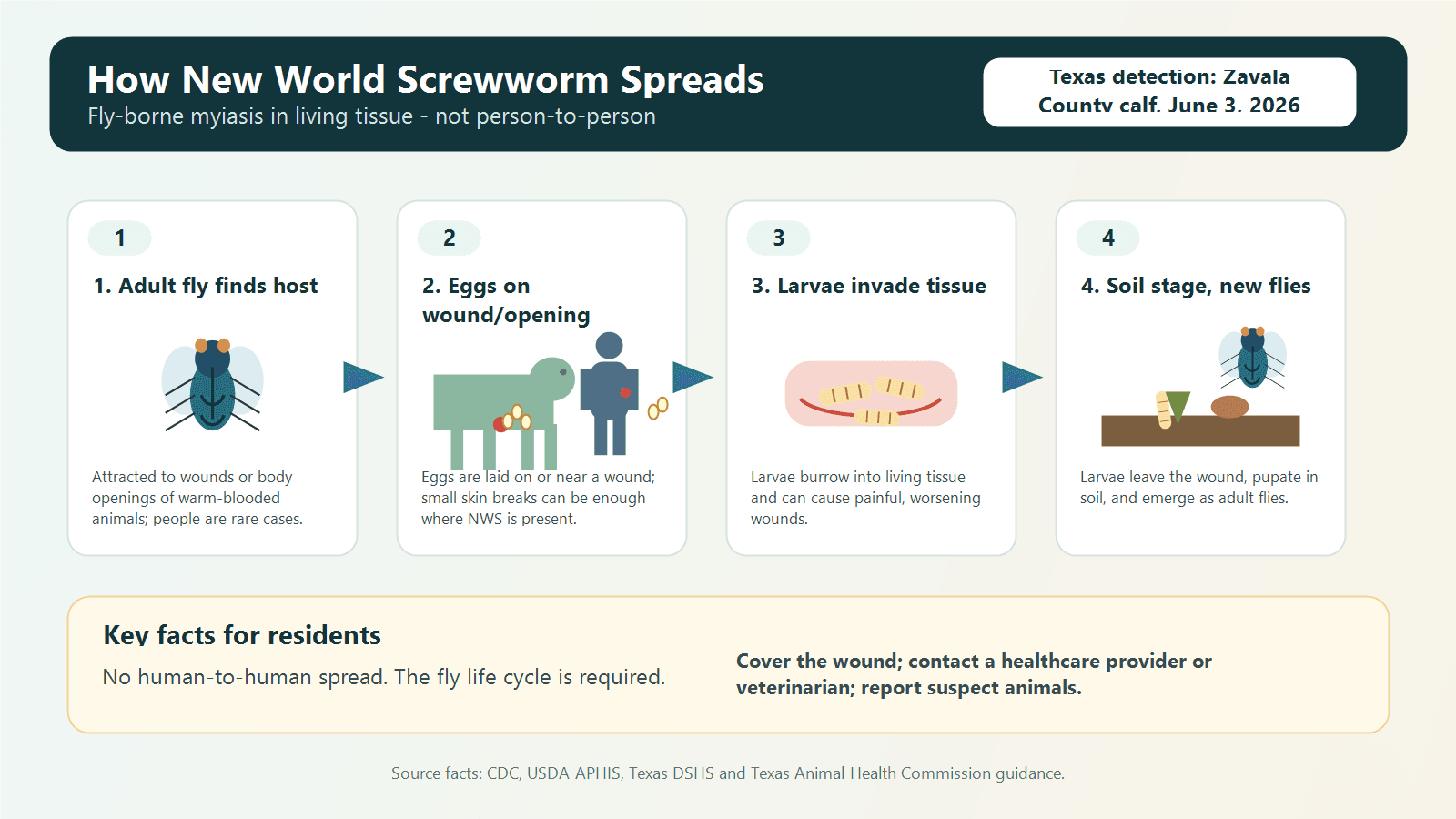Medical-style illustration explaining how New World screwworm spreads from adult fly to eggs, larvae in tissue and soil pupation.